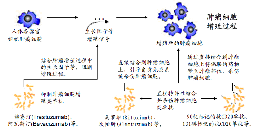 一种新的单克隆抗体检测方法在杂交瘤阳性细胞克隆筛选中的应用